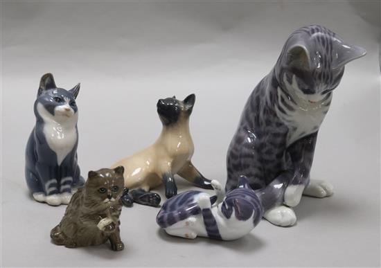 Four Copenhagen cats and one other